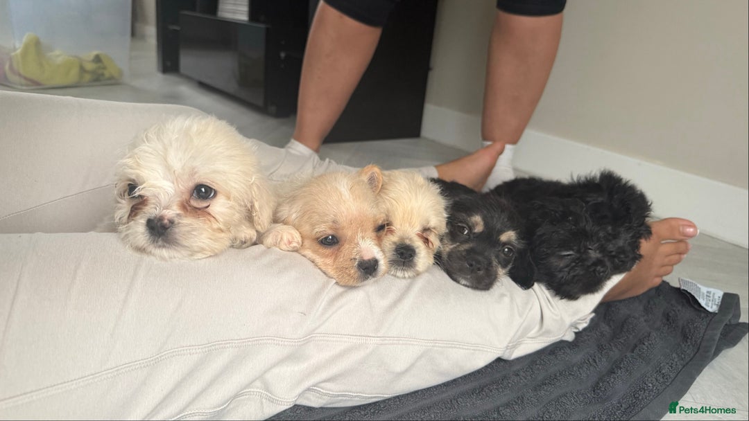 Mixed Breed dogs for sale: 6 fluffy frenchie cross puppies - Image 1