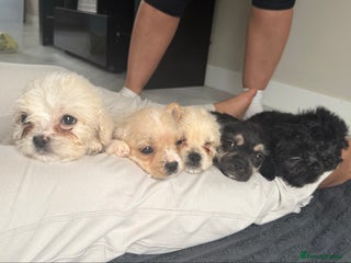 Mixed Breed dogs - Advert 3