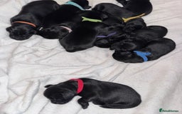 Flat coated Retriever dogs for sale: Flat coat Retriever puppies  - Image 5