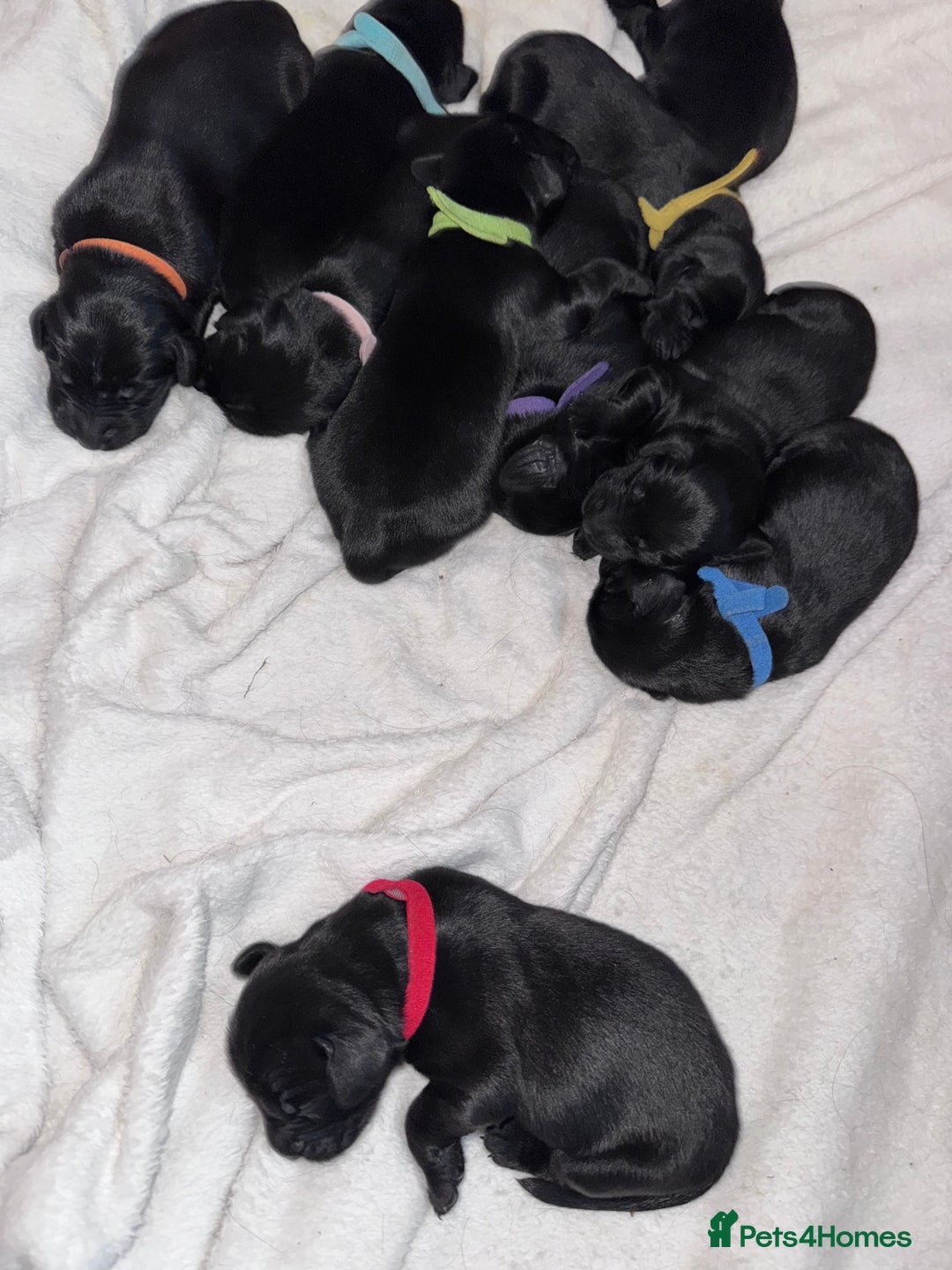 Flat coated Retriever dogs for sale: Flat coat Retriever puppies  - Image 5