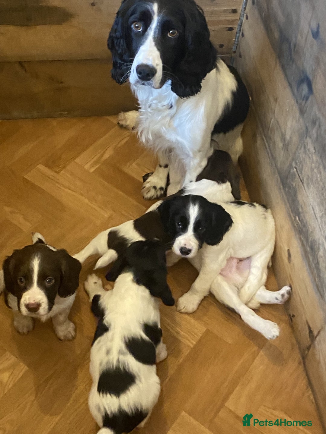 English Springer Spaniel dogs for sale: English Springer Spaniel dogs - Image 7