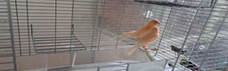 Canaries birds for sale: 3 young canaries hatched on 24.02.26 - Advert 5