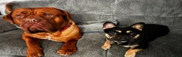 French Bulldog dogs for sale: Very special girl  - Advert 6