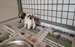 Jack Russell dogs for sale: KC Reg Jack Russell Pups,Parents DNA health tested - Image 27