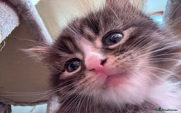 Ragcoon cats for sale: Maine Coon/Ragdoll Cross - Image 4