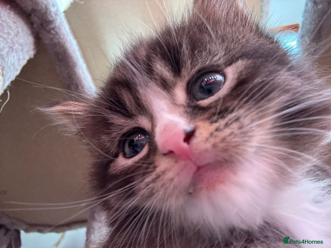 Ragcoon cats for sale: Maine Coon/Ragdoll Cross - Image 4