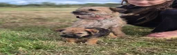 Border Terrier dogs for sale: 2 excellent border terrier pups - Advert 4