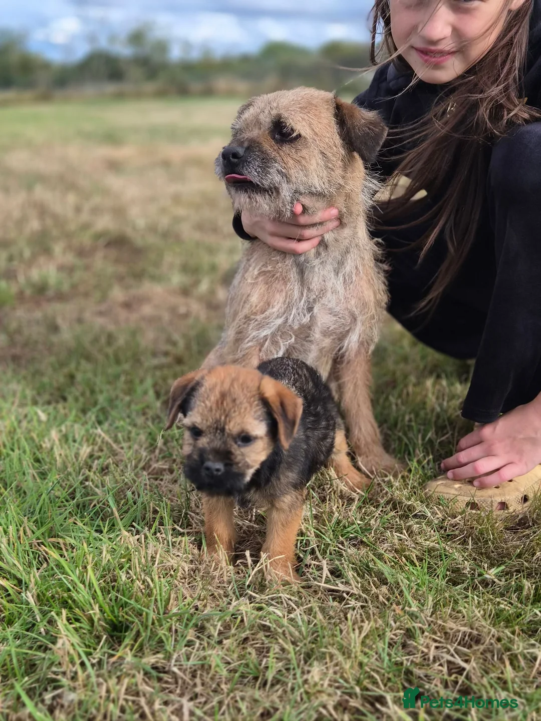 Border Terrier dogs for sale: 2 excellent border terrier pups - Advert 4