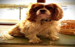 Cavapoo dogs for sale: 🌟Rare F1b Reverse Cavapoo(3/4 Cavalier1/4 Poodle) - Image 9