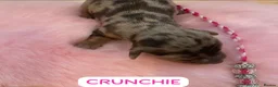 Miniature Dachshund dogs for sale: Beautiful miniature L/C dachshunds available - Advert 14