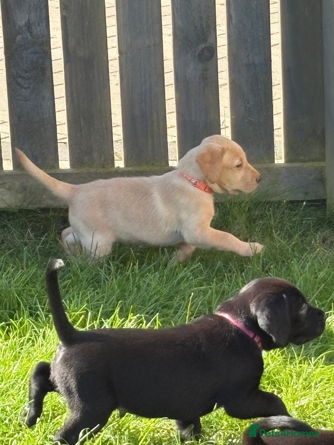 Labrador Retriever dogs for sale: KC reg labs- working bloodline  in Lanark - Image 16