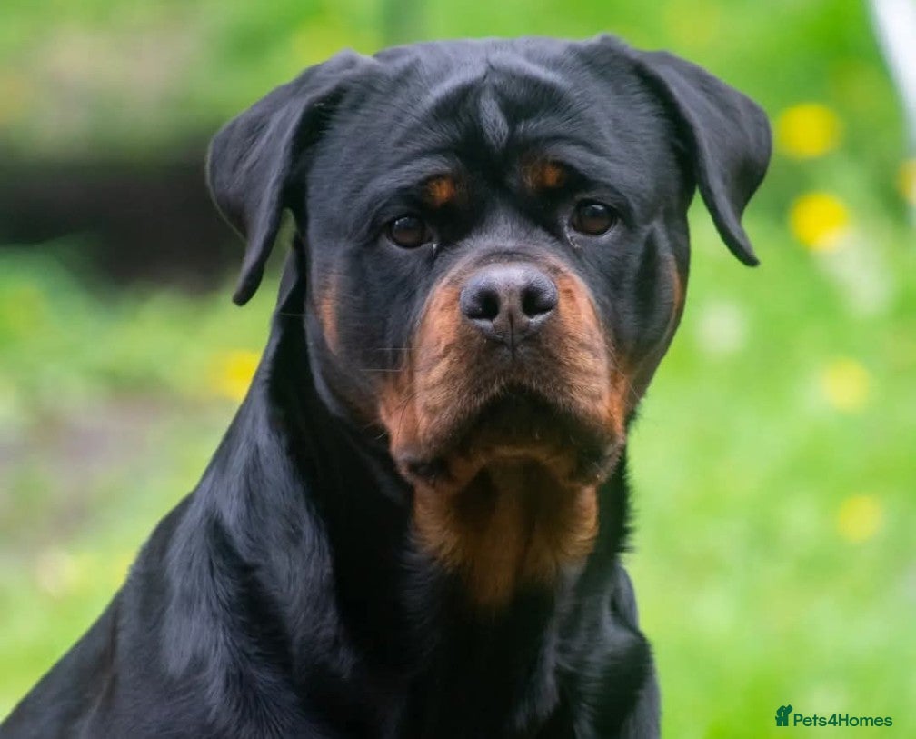 Rottweiler dogs for sale: Female Rottweiler pup for sale  - Advert 8