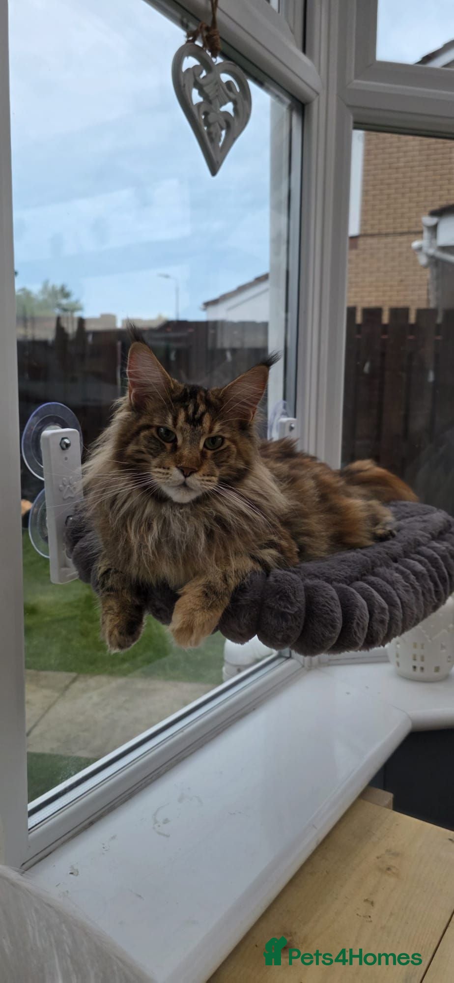 Maine Coon cats Stunning Maine Coon Kittens - Advert 5