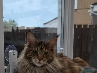 Maine Coon cats Stunning Maine Coon Kittens - Advert 5