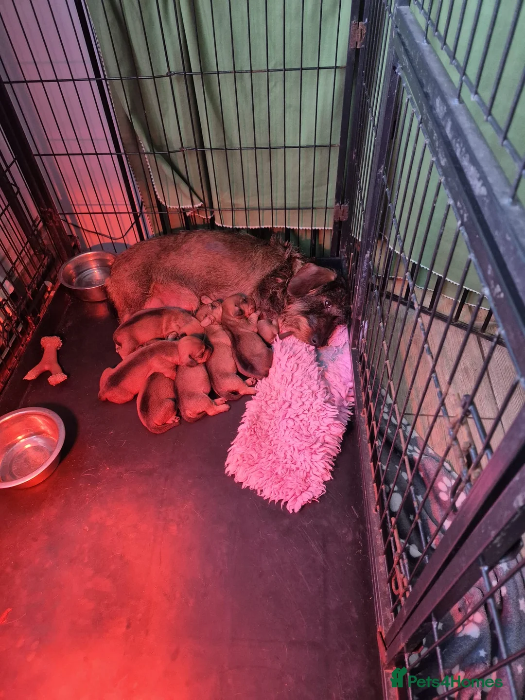 Dachshund dogs for sale: WIRE HAIRED STANDARD DACHSHUNDS  - Advert 2