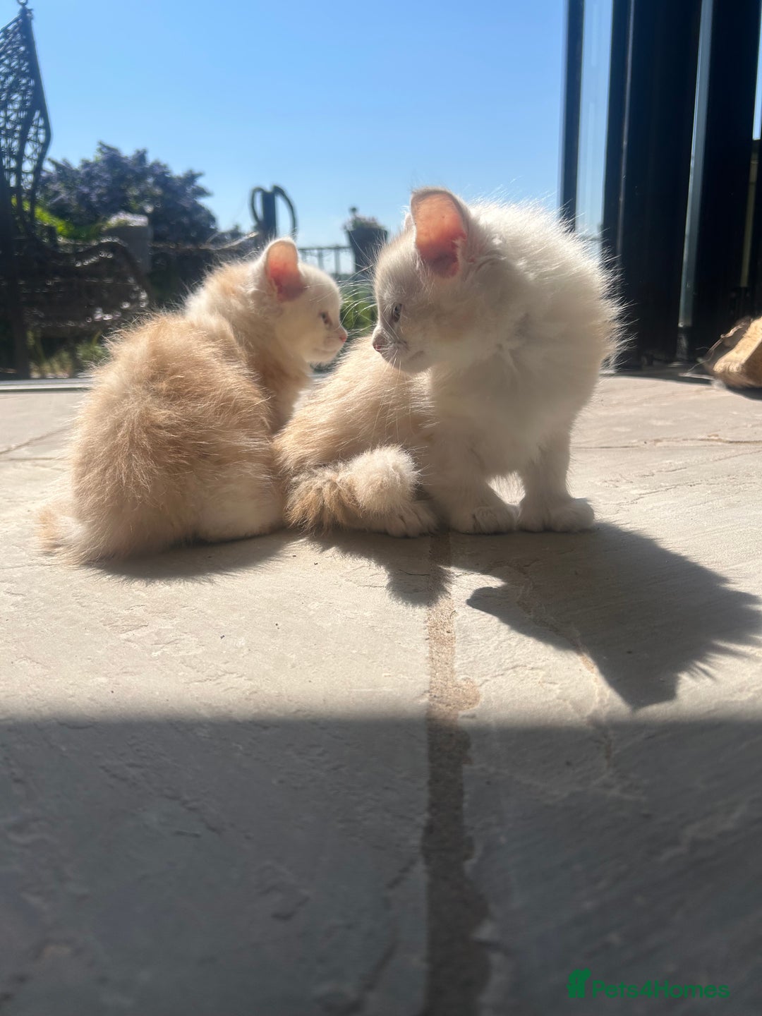 Maine Coon cats for sale: 🐾 Proven TICA  Maine Coon Queen – Black Smoke 🐾 - Image 31