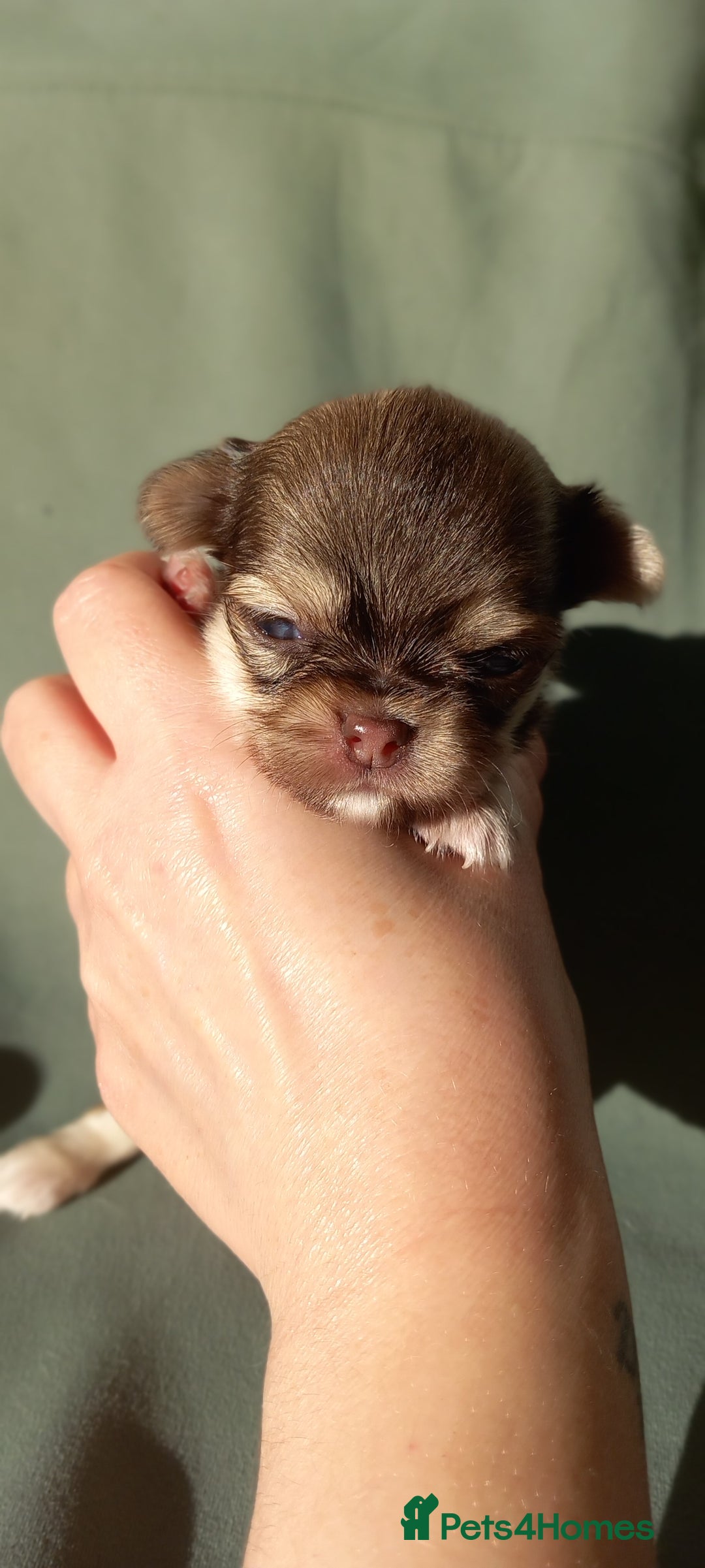 Chihuahua dogs for sale: ❤️‍🔥DNA tested parents❤️‍🔥LC 1Boys KC REG  - Advert 32