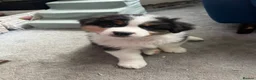 Australian Shepherd dogs for sale: Australian Shepherd puppies - Merles /Tris - Advert 8