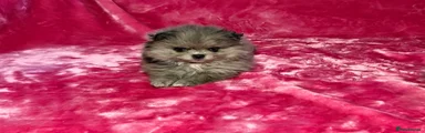 Puppy 1 Merle 