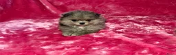 Pomeranian dogs for sale:  Adorable Pomeranian Puppies Merle, Sable & Black - Advert 15