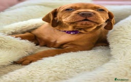 Hungarian Vizsla dogs for sale: Adorable vizsla puppies, exceptional pedigree - Image 11