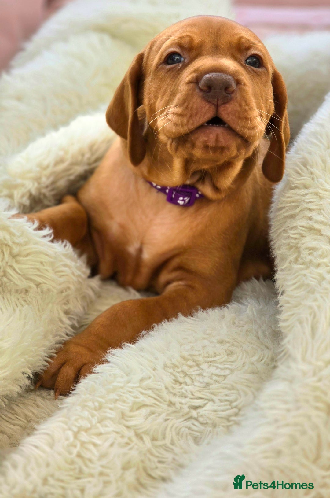 Hungarian Vizsla dogs for sale: Adorable vizsla puppies, exceptional pedigree - Image 11