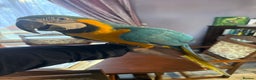 Macaws birds for sale: Blue and gold macaw  - Advert 2