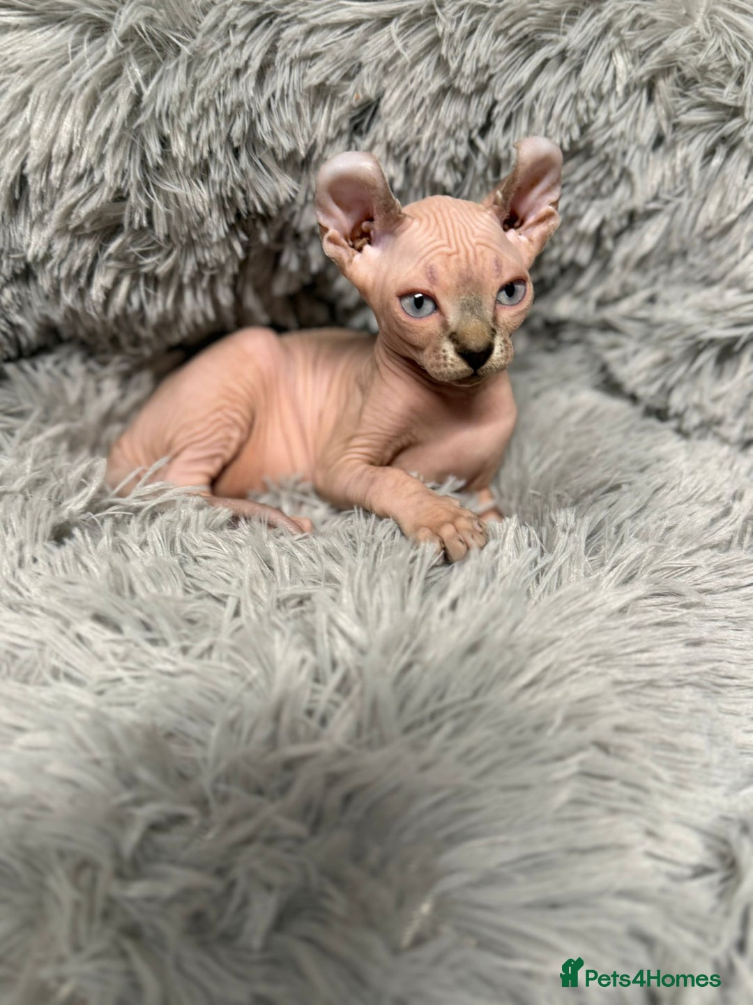 Sphynx cats for sale: TICA Reg Sphynx Kittens, Extensive Genetic Testing - Advert 11