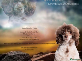 Toy Poodle dogs EXTENSIVELY HEALTH TESTED BROWN MERLE POODLE STUD - Advert 1