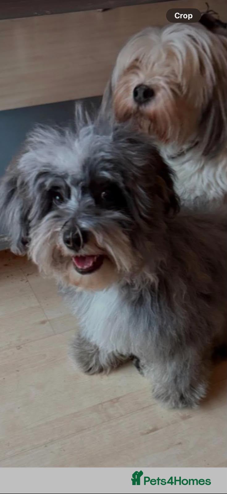 Maltipoo dogs 🐾 Tiny Teacup F1B Korean Maltipoo Puppies  🐾 - Advert 2