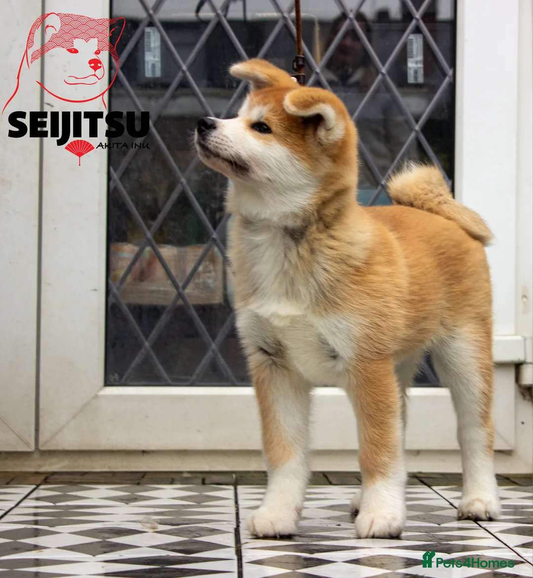 Japanese Akita Inu dogs for sale: Beautiful female Japanese Akita Inu for sale  - Advert 2