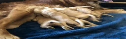 Golden Retriever dogs for sale: KC Dark Red Golden Retrievers 100% DNA Health Test - Advert 4