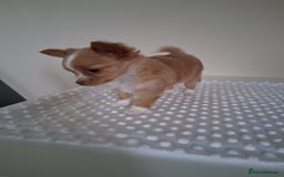 Chihuahua dogs for sale: Fawn/white Parti female longhaired Chihuhua  - Image 3
