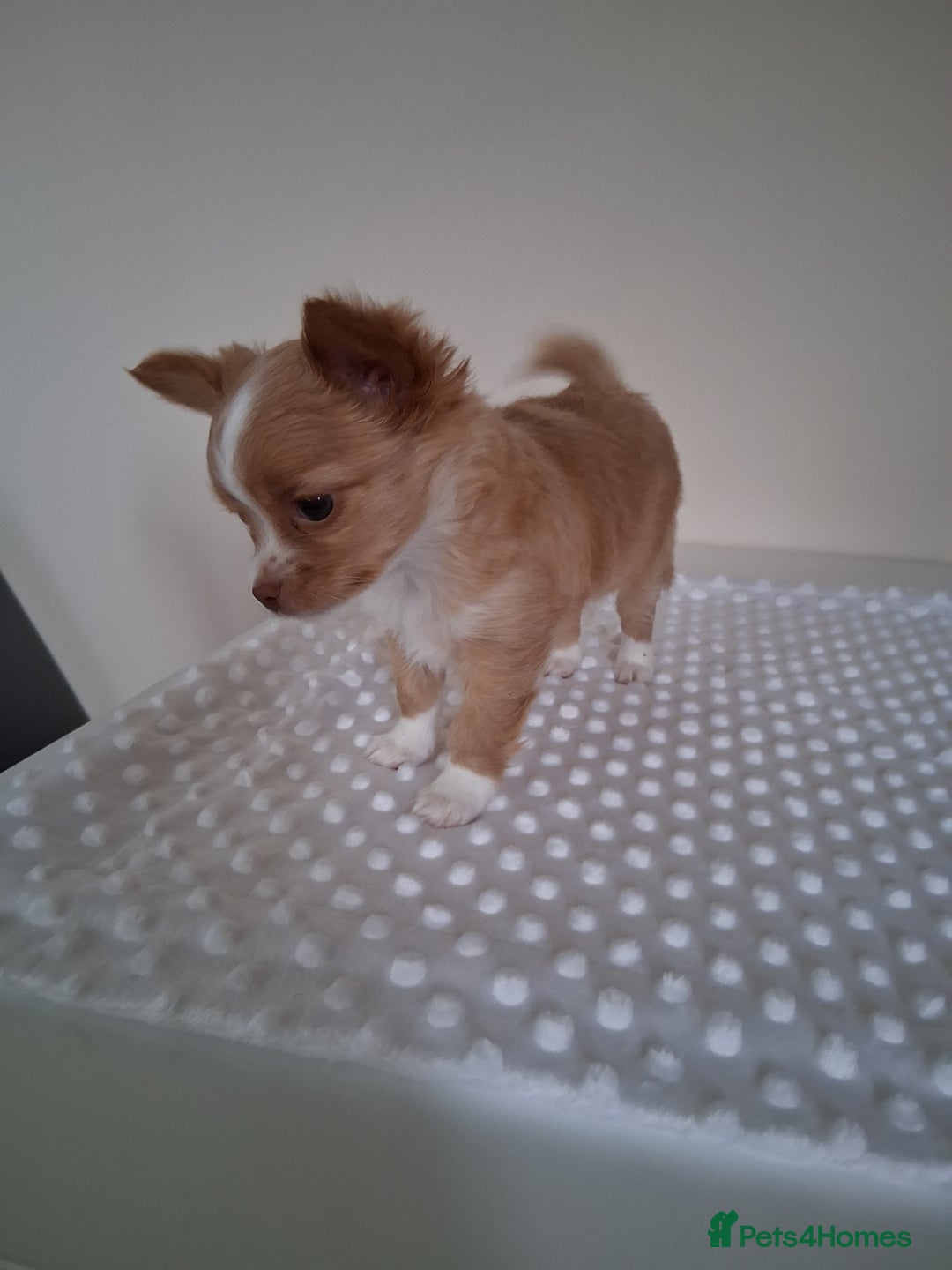 Chihuahua dogs for sale: Fawn/white Parti female longhaired Chihuhua  - Image 3