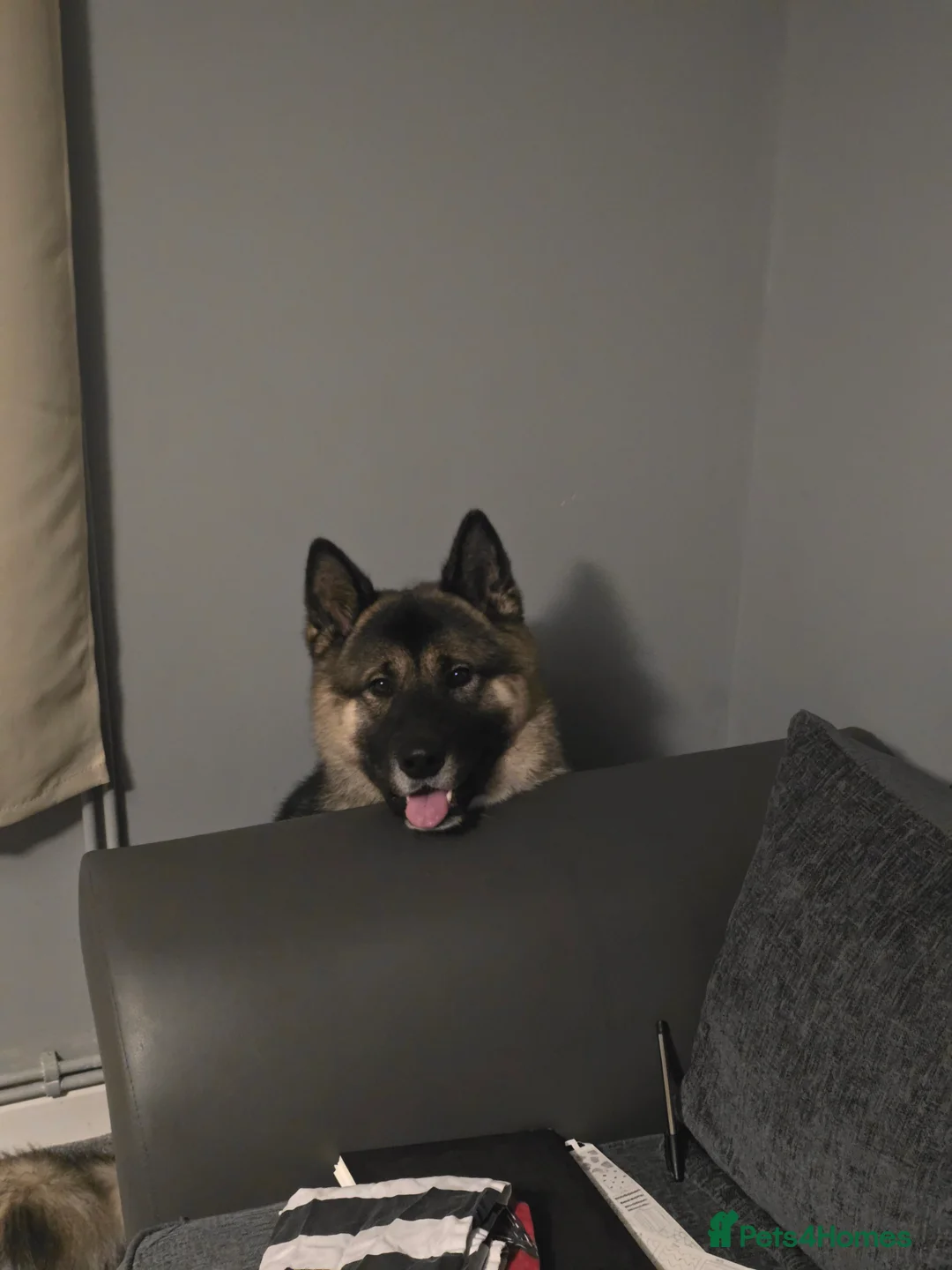 Mixed Breed dogs for sale: Pedro - Advert 13