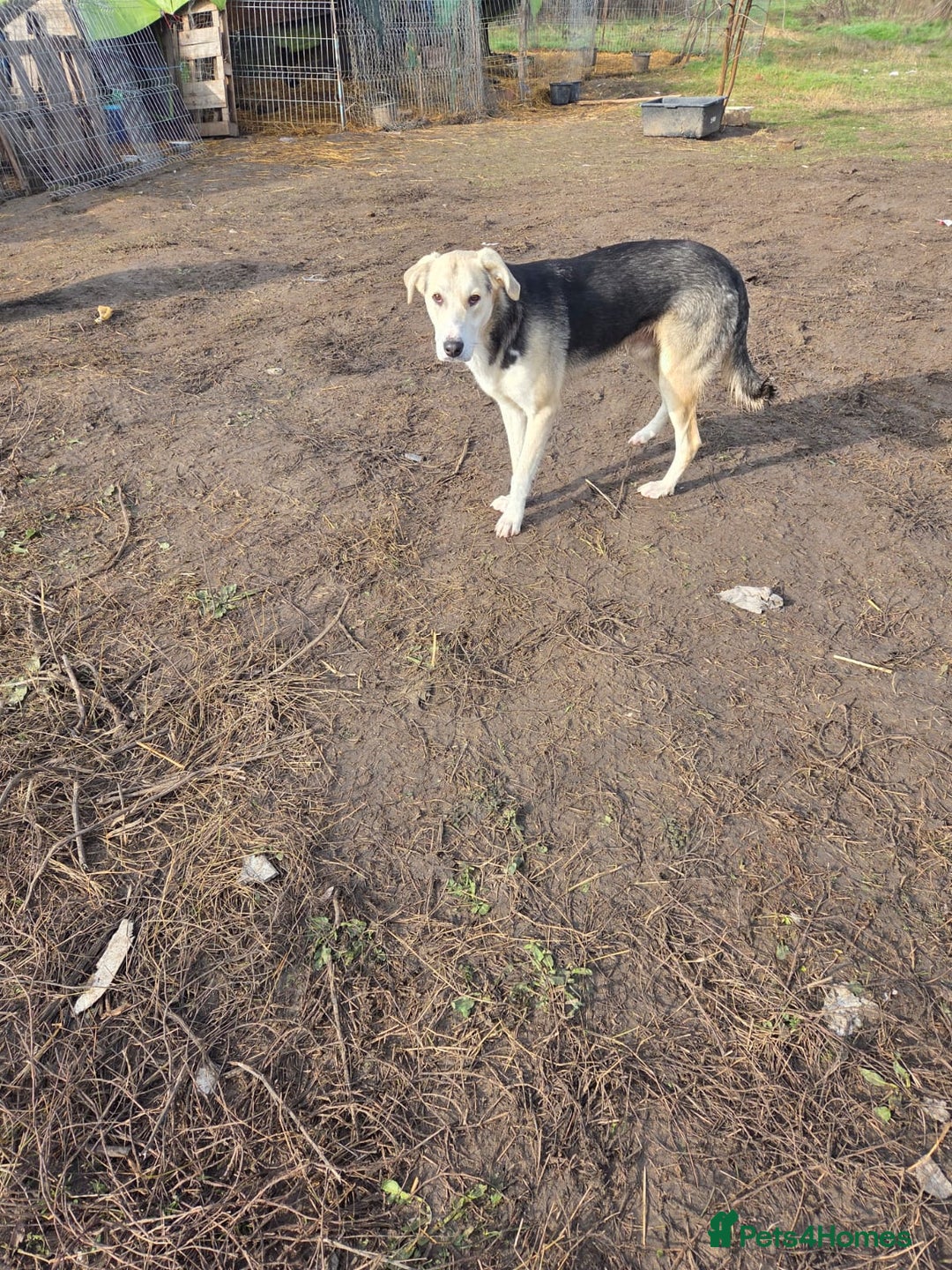 Mixed Breed dogs for adoption: RICKY - a superb young boy for a Loving Home - Advert 19
