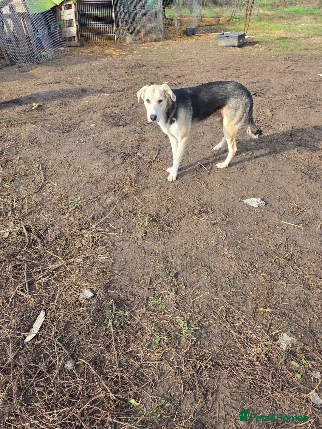 Mixed Breed dogs for adoption: RICKY - a superb young boy for a Loving Home - Advert 19