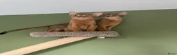 Abyssinian cats for sale: Abyssinian Kitten Boy and girl Tica Show Quality  - Advert 18