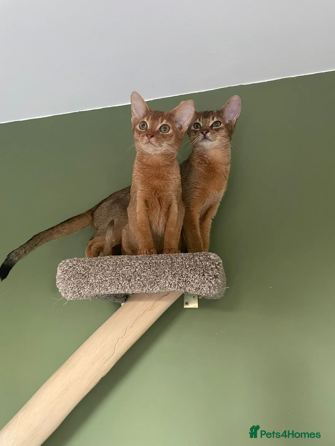 Abyssinian cats for sale: Abyssinian Kitten Boy and girl Tica Show Quality  - Advert 18