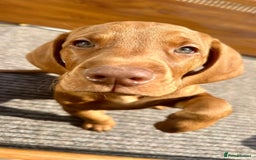 Hungarian Vizsla dogs for sale: 2 viz boys looking for loving homes - Image 13