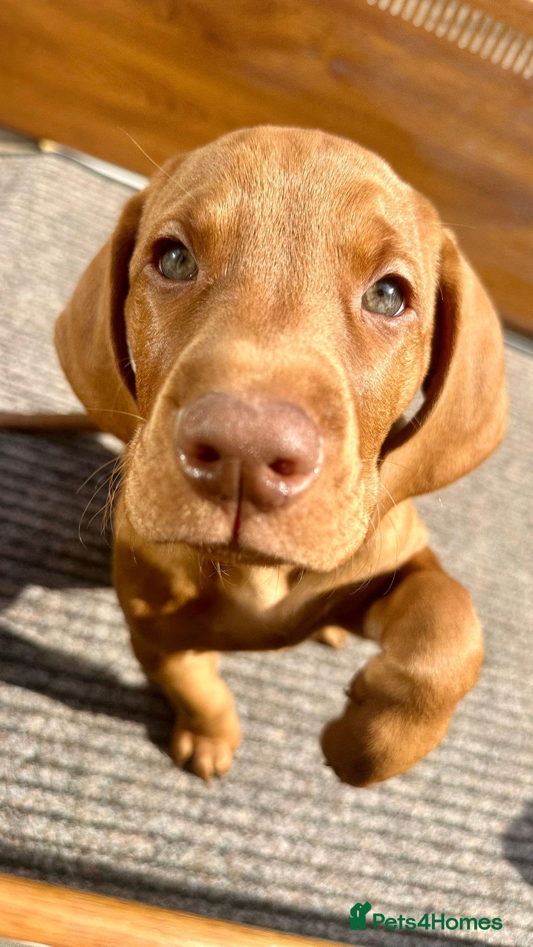 Hungarian Vizsla dogs for sale: 2 viz boys looking for loving homes - Image 13
