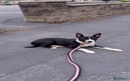 Mixed Breed dogs for sale: Puppy - Image 1