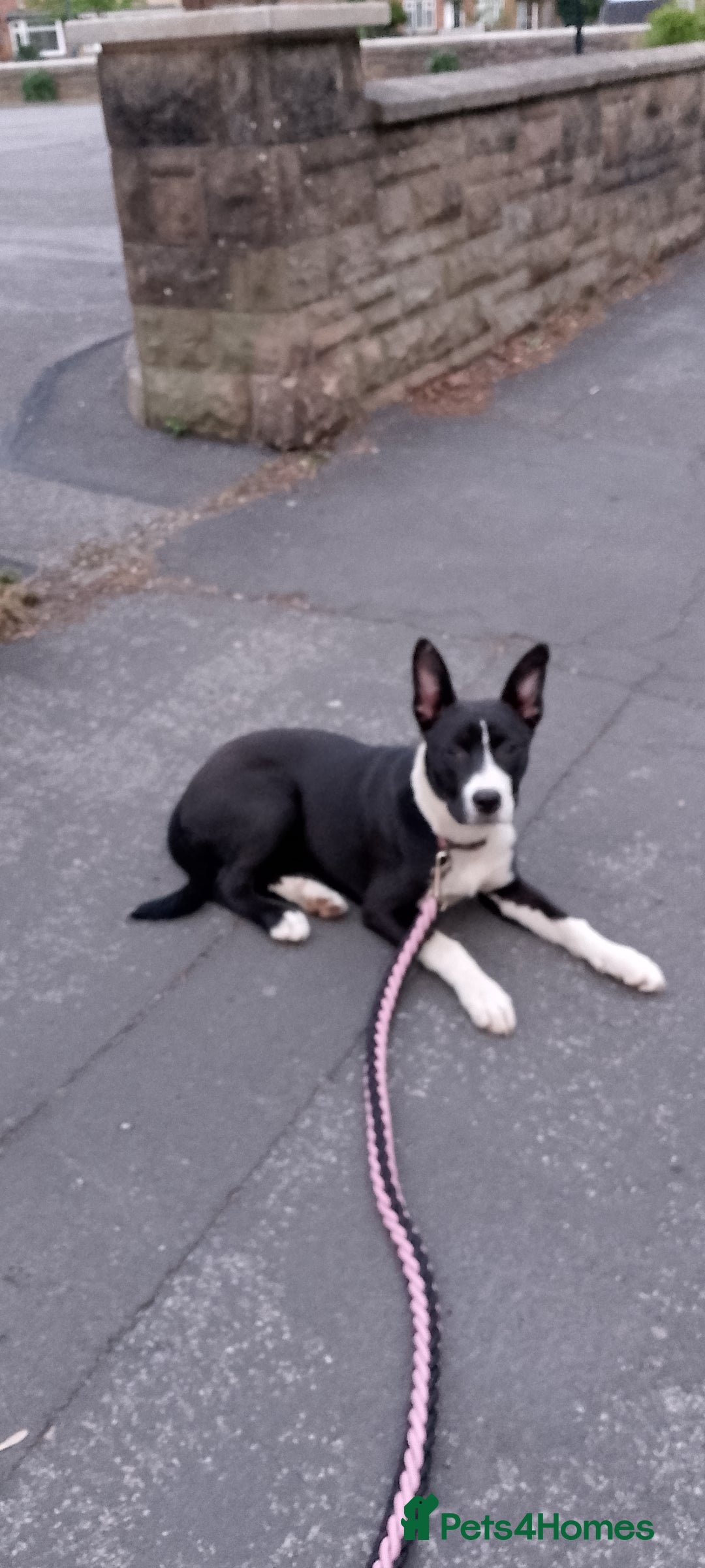 Mixed Breed dogs for sale: Puppy - Image 1