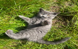 Scottish Fold cats for sale: Scottish-fold Kittens   - Image 22