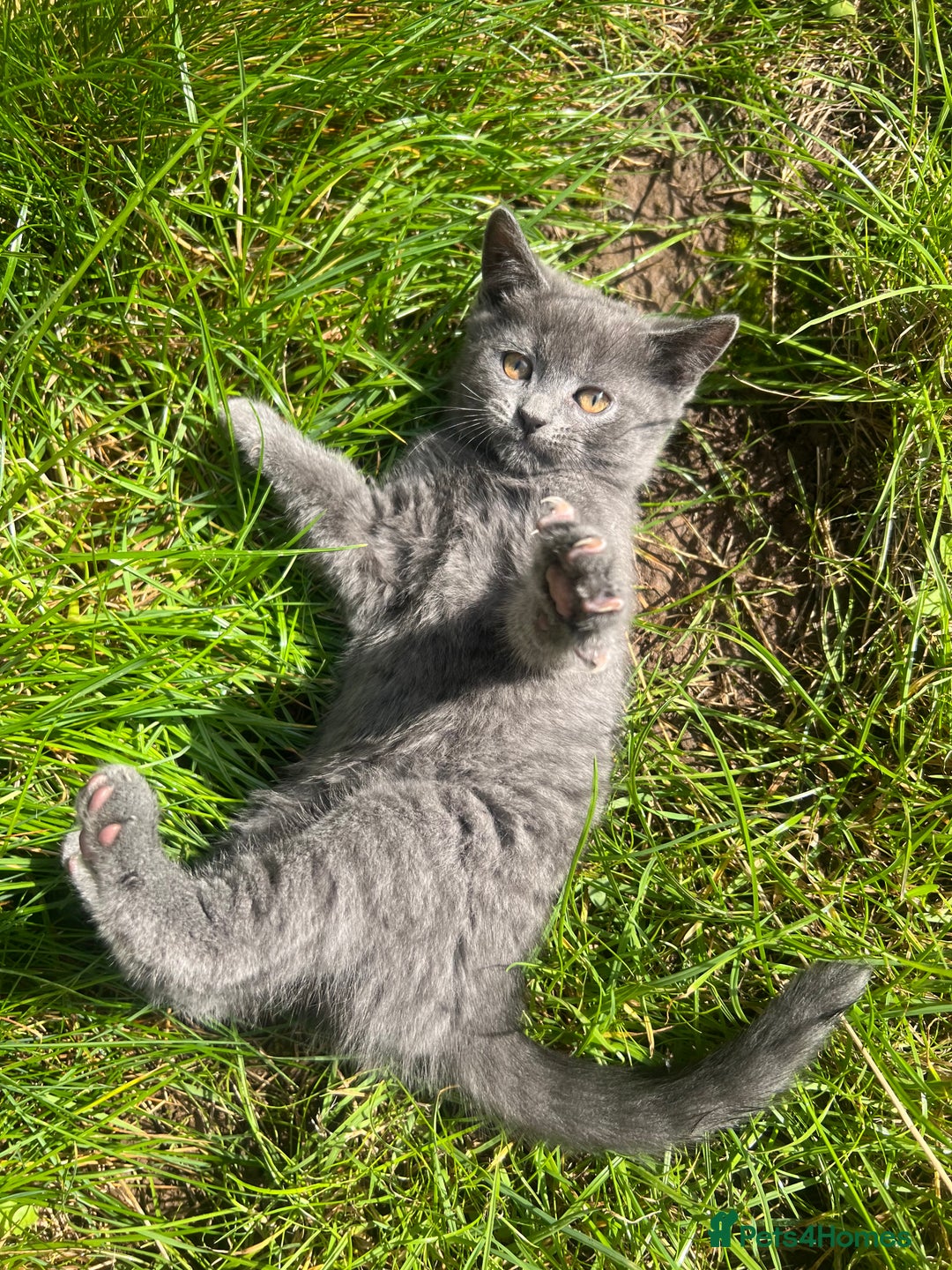 Scottish Fold cats for sale: Scottish-fold Kittens   - Image 22
