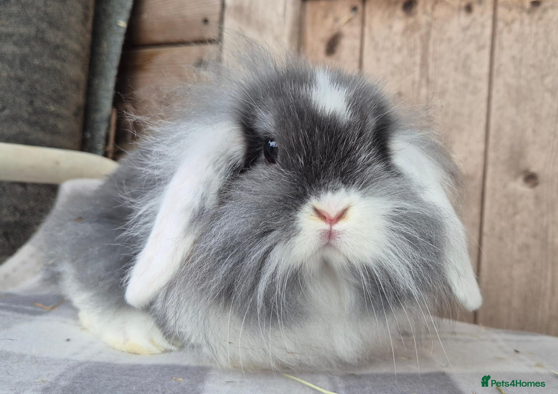 Mini Lop rabbits Mini lop and mini Lionlop  - Advert 10