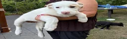Mixed Breed dogs for adoption: 🤍 LIANA – A Superb young Girl for a Loving Home🩷 - Advert 3