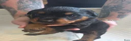Rottweiler dogs for sale: Beautiful  rottweiler puppies  - Advert 10