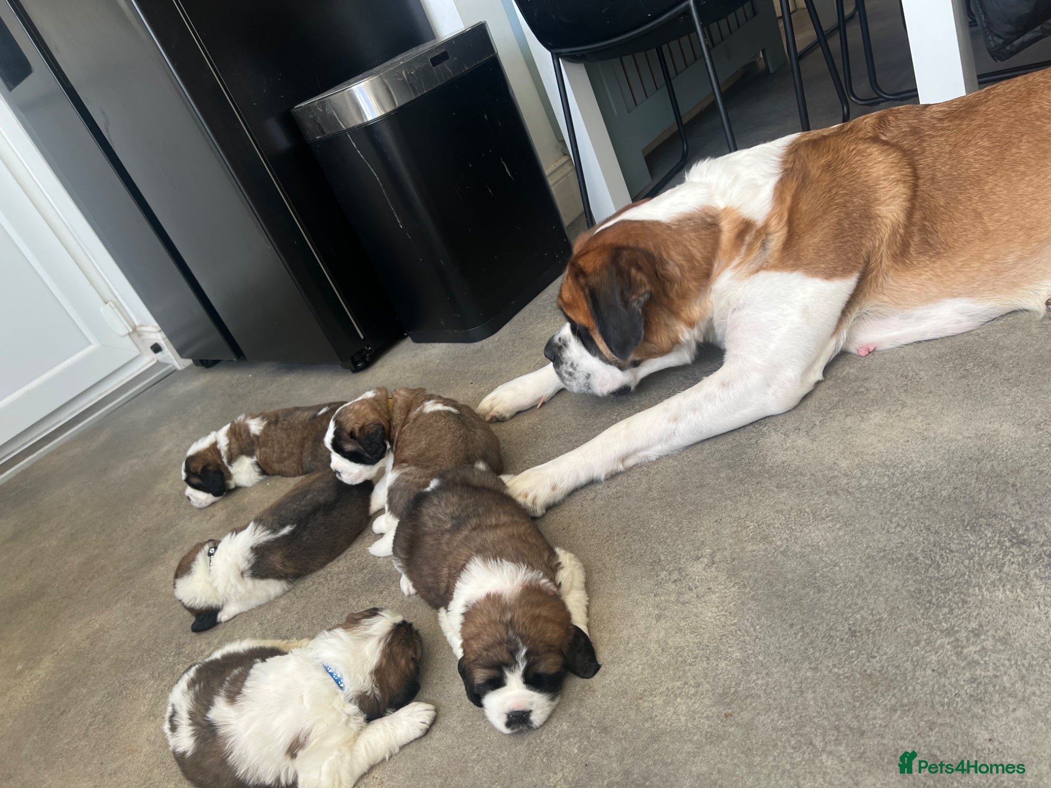 Saint Bernard dogs Beautiful KC registered Saint Bernard puppies - Advert 1