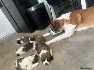Saint Bernard dogs Beautiful KC registered Saint Bernard puppies - Advert 1